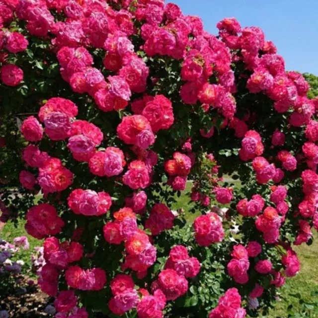 Climbing Rose Flower Seeds - Image 2