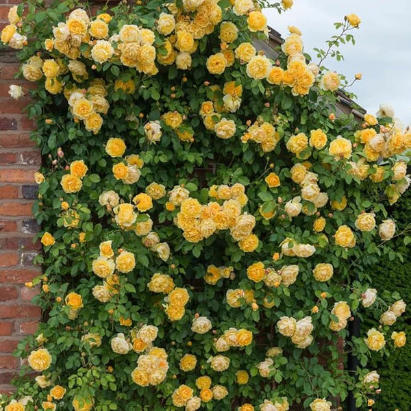 Rose Flower Seeds - Image 5
