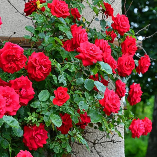 Climbing Rose Flower Seeds - Image 3