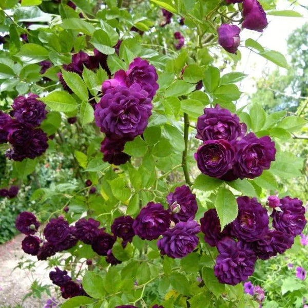 Climbing Rose Flower Seeds - Image 4